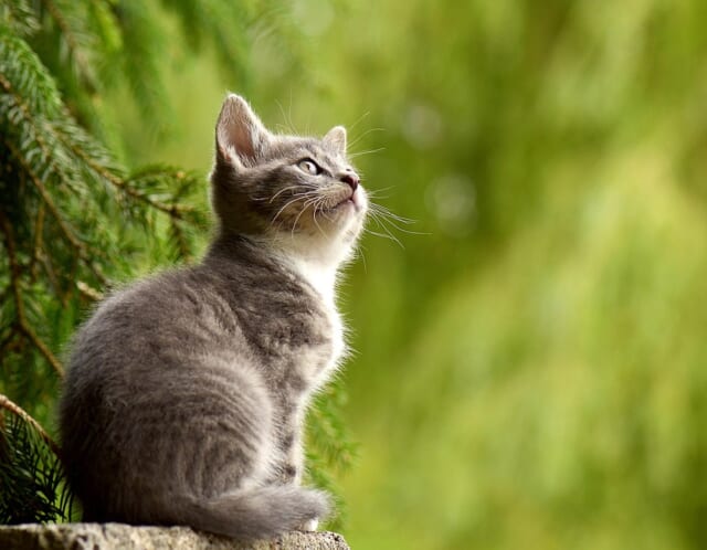 暮らしの中でそっと育てる、幸せホルモンの習慣